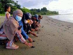 IPPL Pasangkayu Lepas Tukik Penyu ke Pantai, Ajak Masyarakat Jaga Kelestarian Lingkungan