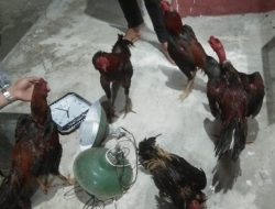 Judi Sabung Ayam di Karossa, Lima Orang Ditangkap Polisi