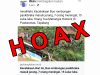 Kabar Kecelakaan Maut Rombongan Paskibraka di Tapalang itu Hoax!