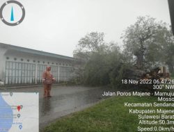 Breaking News, Pohon Tumbang di Sendana Tutup Poros Majene-Mamuju