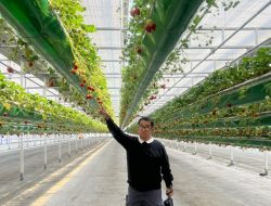 Bersama Dirjen Hortikultura, Penjabat Gubernur Sulbar Pelajari Sistem Smart Farming di Korsel
