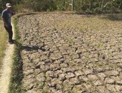 Dinas TPHP Sulbar Siapkan Langkah Antisipasi Dampak Elnino pada Sektor Pertanian