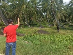 Kuasai 325 Ha Lahan di Pasangkayu, PT GLPM Lanjut Pasang Patok Batas