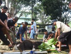 Korem 142 Tatag Sembelih 10 Hewan Kurban untuk Warga