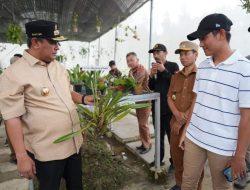 Punya 400 Jenis Anggrek, Dorong Konservasi Skala Besar di Mamasa