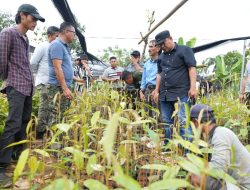 Bahtiar Segera Buka Pusat Pembibitan Hortikultura di Sulbar