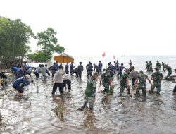 Cegah Pemanasan Global, 20.000 Bibit Mangrove Ditanam di Pantai Ampallas Mamuju