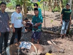 Salurkan Sapi Kurban, ICMI Sulbar Harap Tahun Mendatang Menyentuh Lebih Banyak Penerima