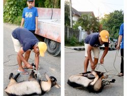 Komunitas Simpang Lima Mamuju Salurkan Hewan Kurban