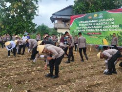 Polda Sulbar Genjot Penanaman Jagung
